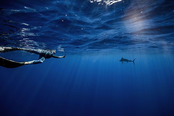 Tahiti Shark Expéditions