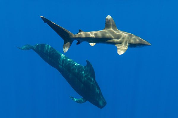 Tahiti Shark Expéditions