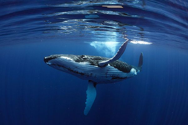 Expéditions baleines et pélagiques