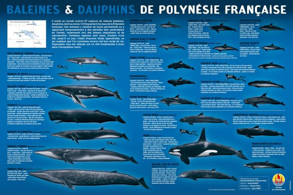 Identifications des cétacés