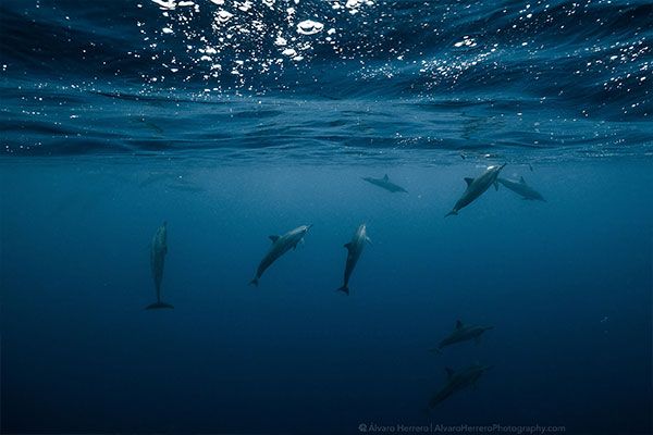 Tahiti Shark Expéditions