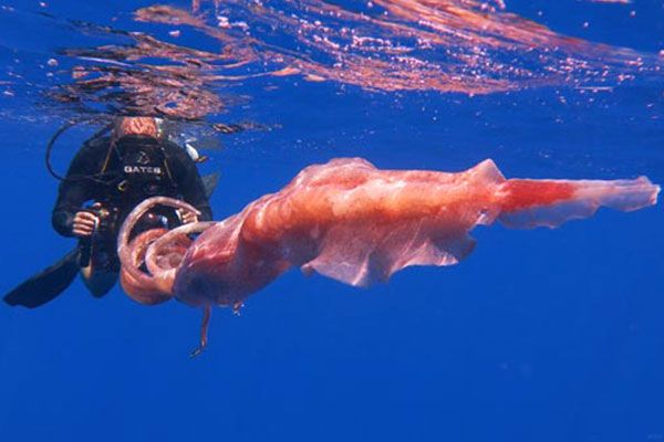 Tahiti Shark Expéditions