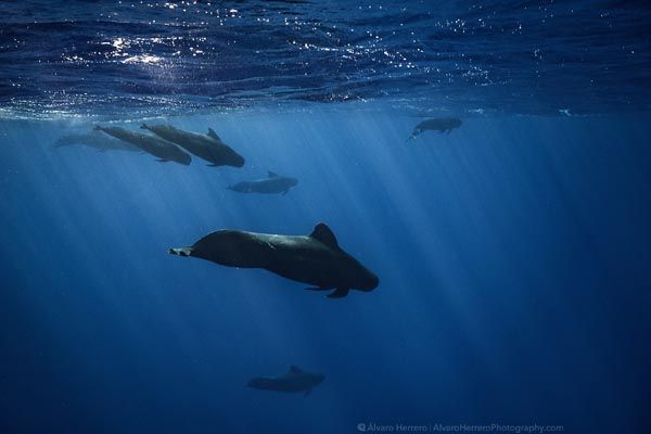 Tahiti Shark Expéditions